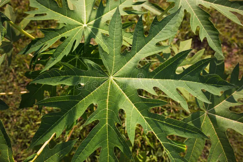 Foto detail tangkai daun pepaya