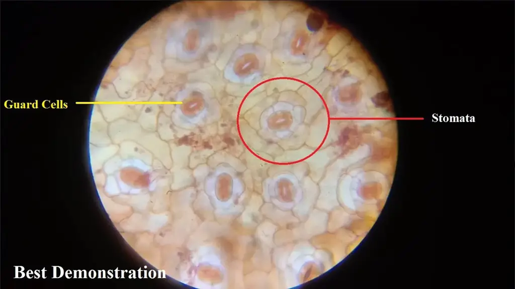 Gambar mikroskopis stomata daun pepaya