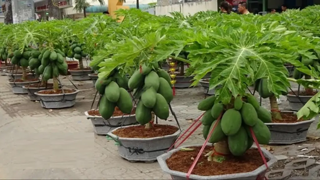 Petani memanen pepaya