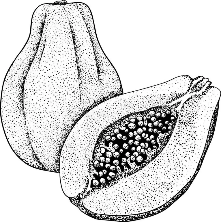 cara menggambar pepaya