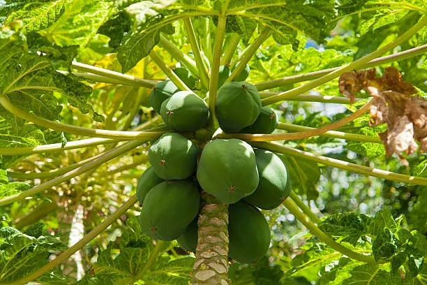 Buah pepaya California yang matang di pohon