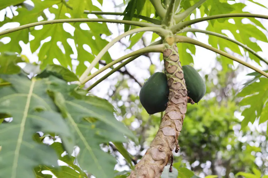 Cara membuat teh daun pepaya