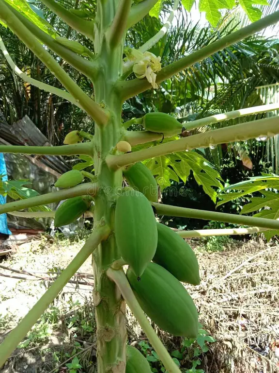 Berbagai jenis batang pohon pepaya