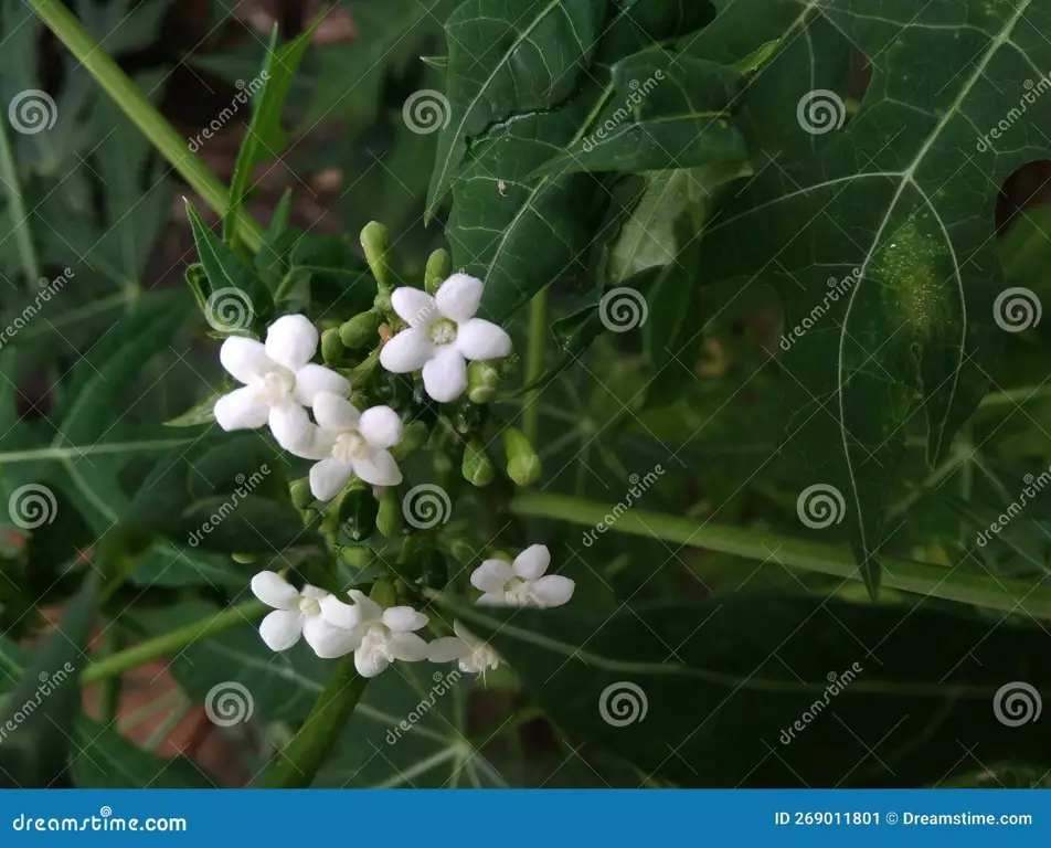 kangkung bunga pepaya