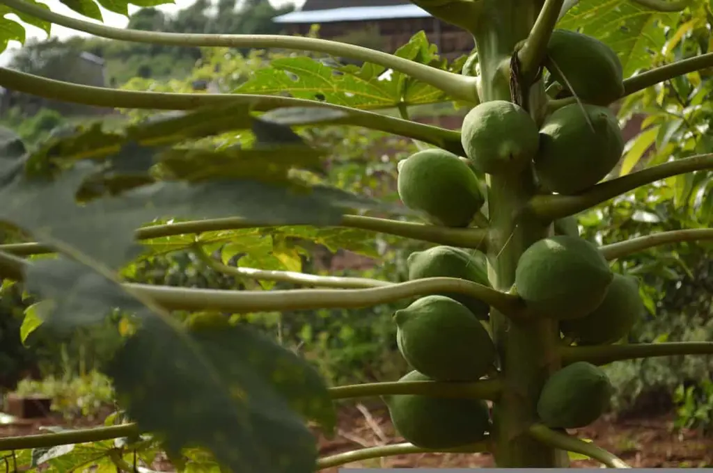 kopi biji pepaya