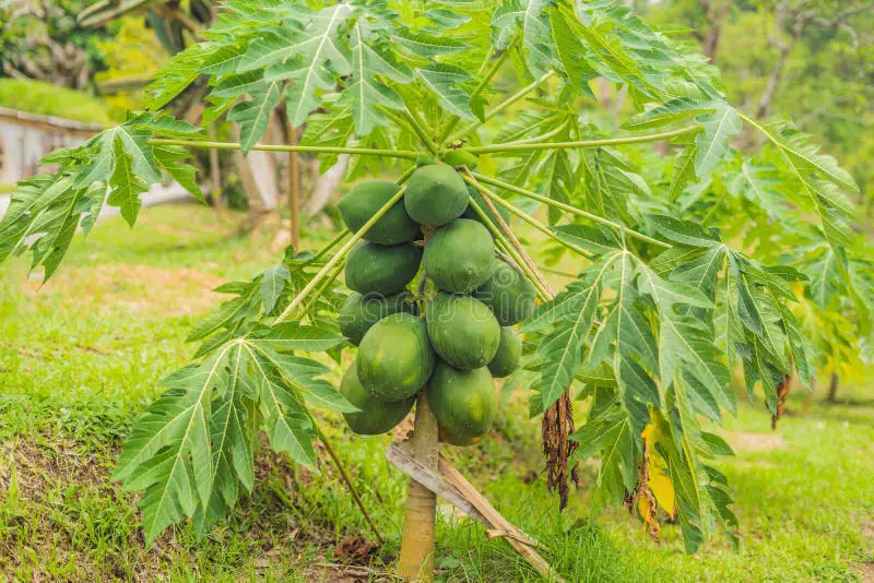 Gambar pohon pepaya berbuah lebat