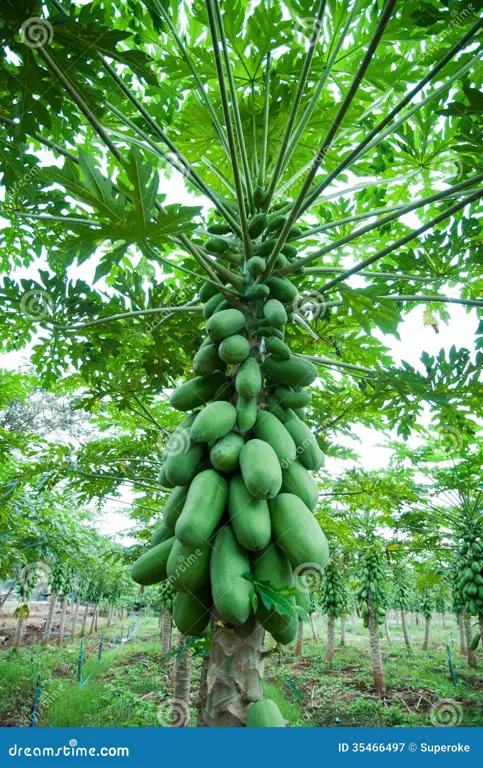 Pohon pepaya di ladang