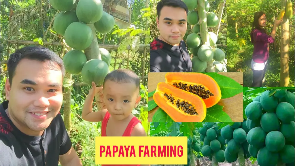 Petani sedang memanen pepaya