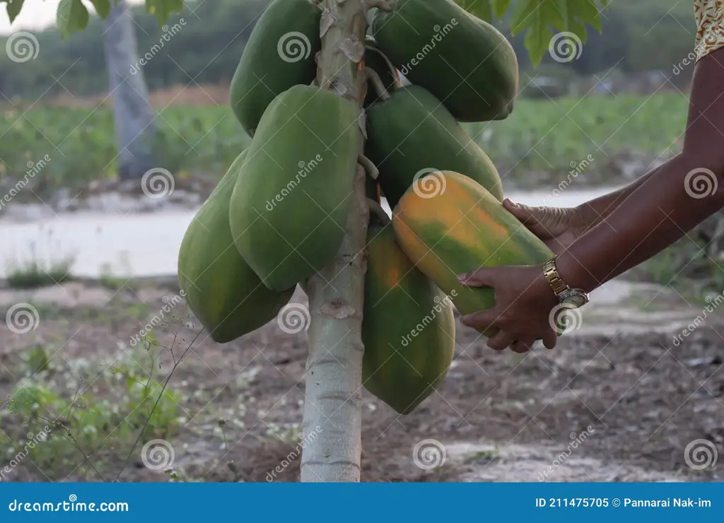 Seorang wanita sedang memetik buah pepaya