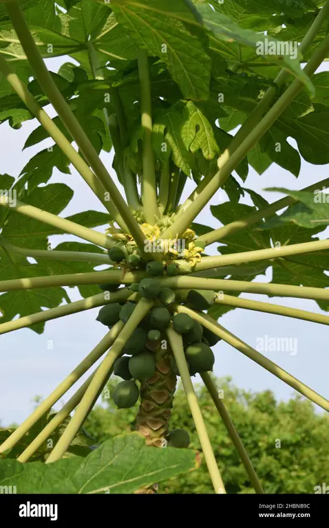 Gambar close-up buah pepaya