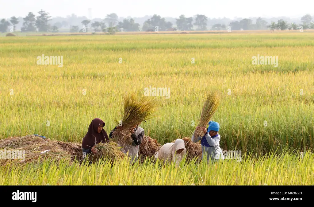 Para petani sedang memanen buah Pepaya Jawa.