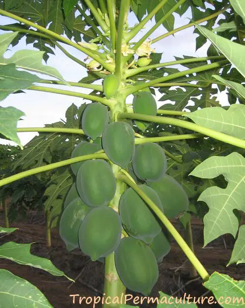 Tanaman pepaya yang sehat di kebun