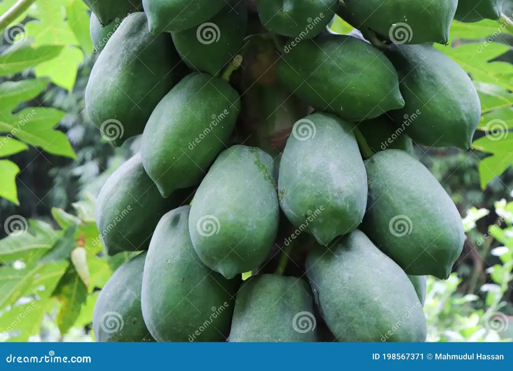 Pohon pepaya yang sehat dan berbuah banyak dengan buah yang besar dan matang