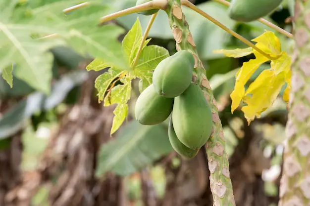 Gambar petani sedang memanen buah pepaya California