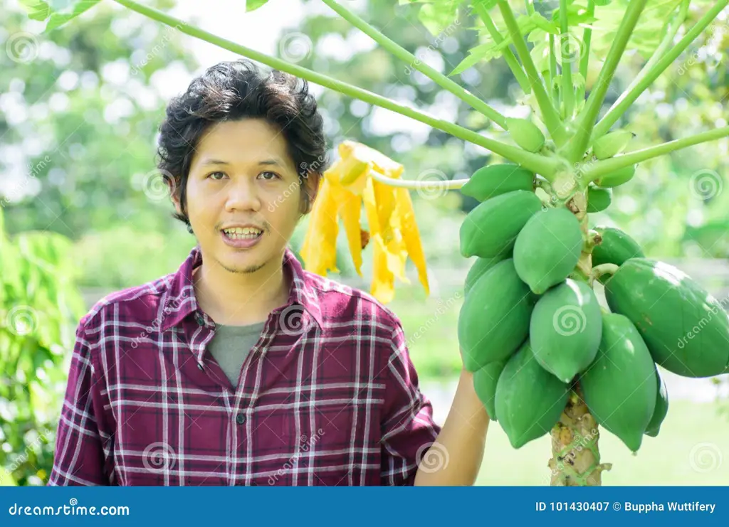 Gambar petani memeriksa kondisi tanaman pepaya California