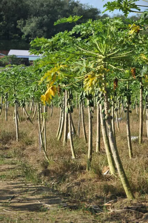 Tanaman pepaya yang sehat di lahan pertanian