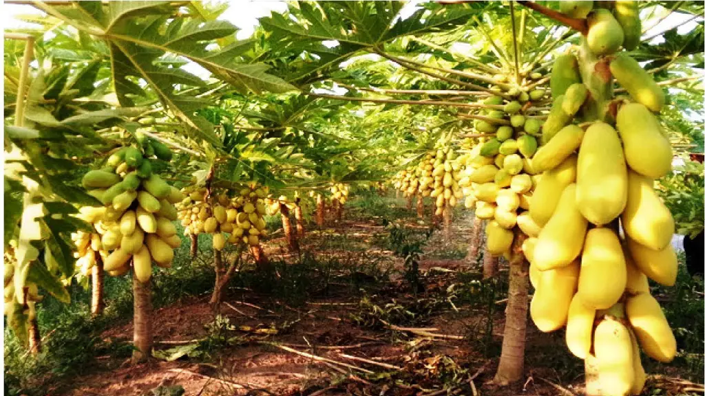 Para petani sedang memanen pepaya di kebun