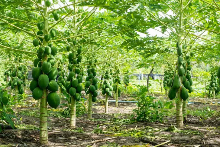 Pohon pepaya yang sehat dan tumbuh subur dengan buah yang banyak.