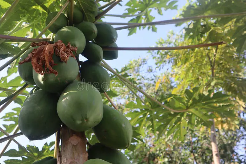 Petani sedang memanen buah pepaya Calina IPB 9 yang matang.