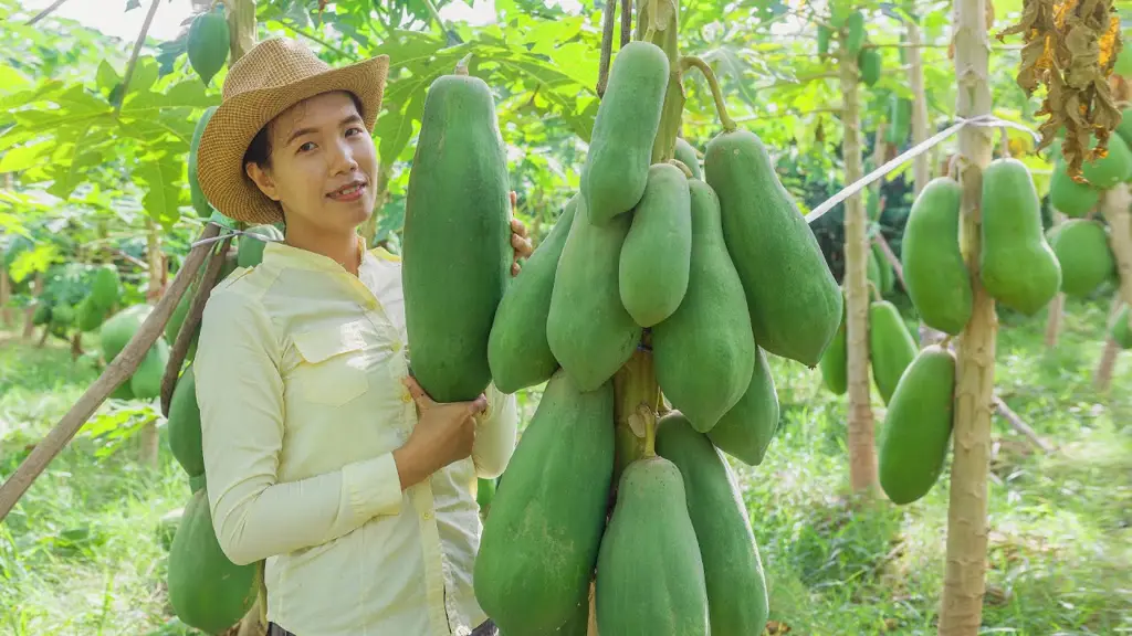 Pepaya madu yang sudah matang siap panen