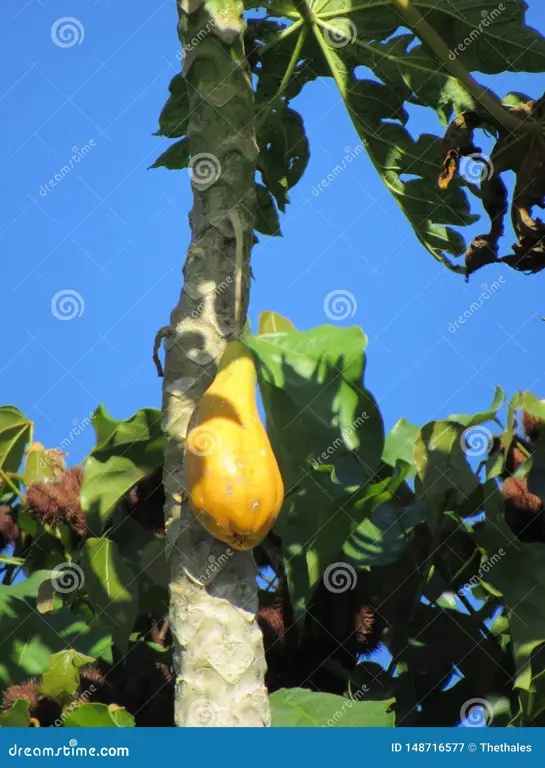 Buah pepaya matang di pohon