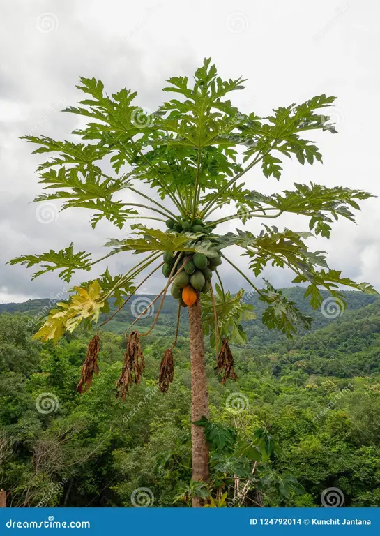 Gambar kebun pepaya yang sehat dan terawat