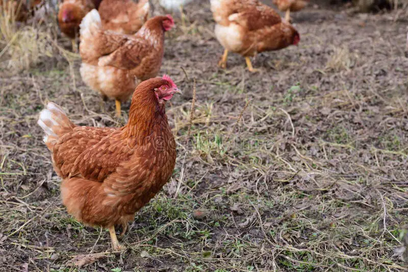 Kawanan ayam yang sehat dan berbulu mengkilap