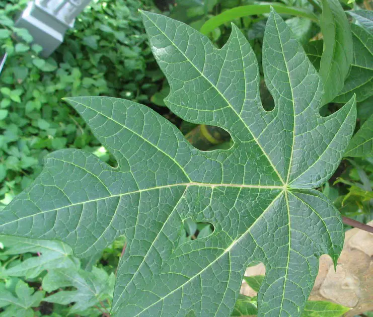 daun pepaya menghasilkan warna