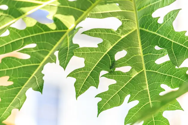 Foto daun pepaya yang detail, memperlihatkan tekstur dan urat daun