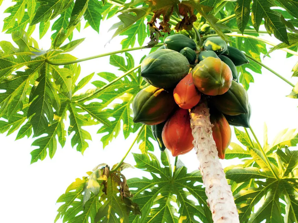 Foto berbagai bagian pohon pepaya yang menunjukkan manfaatnya: buah, daun, biji, dan getah