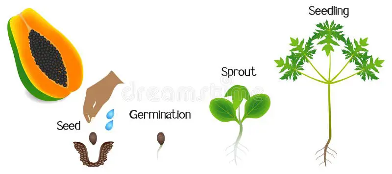 Diagram tahap pertumbuhan pepaya untuk anak-anak