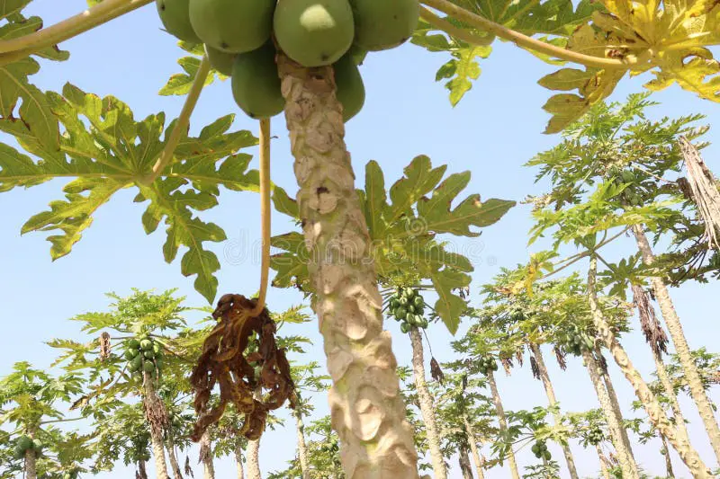 Petani sedang memanen pepaya