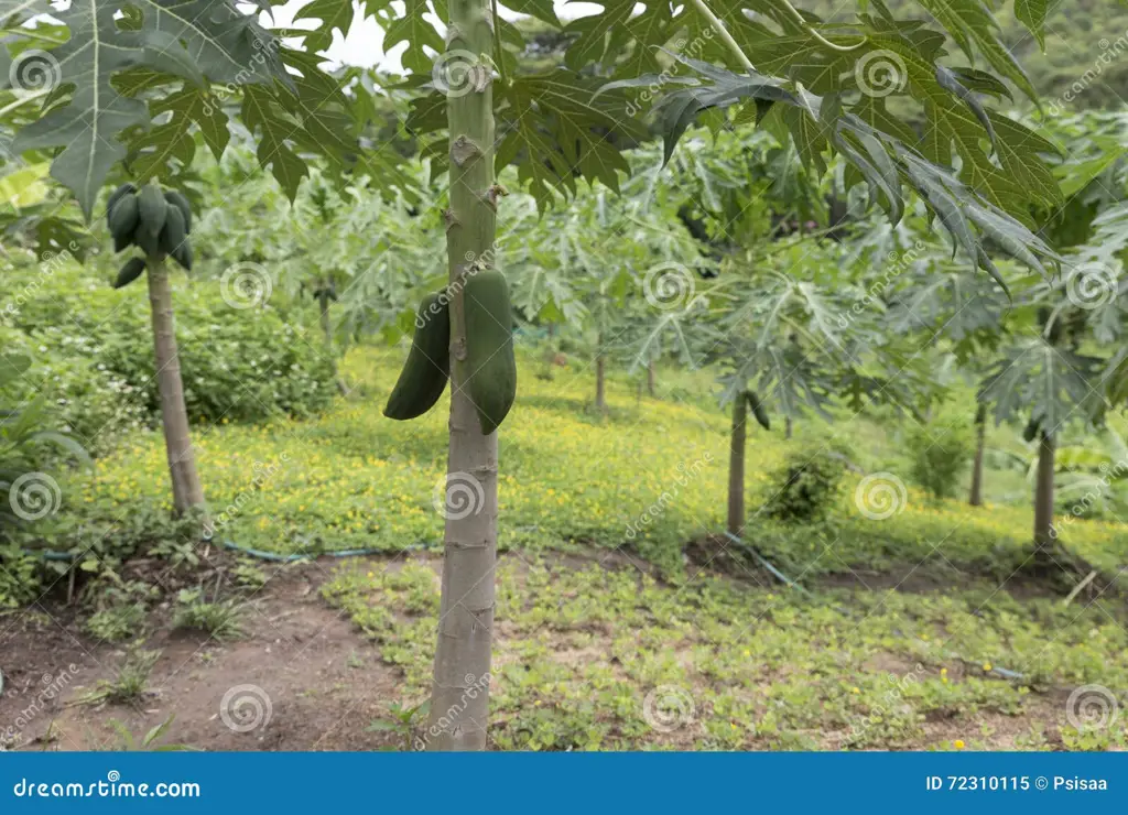 Gambar pohon pepaya di kebun pepaya