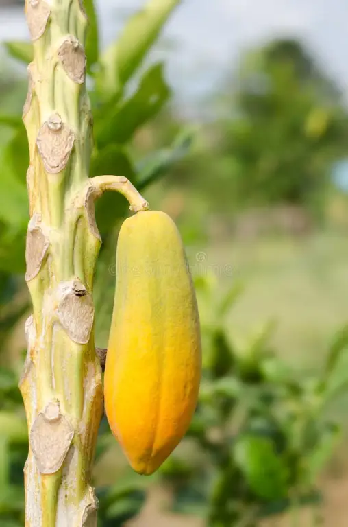 kesimpulan pohon pepaya