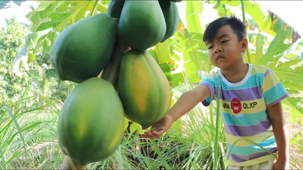 manisan buah pepaya