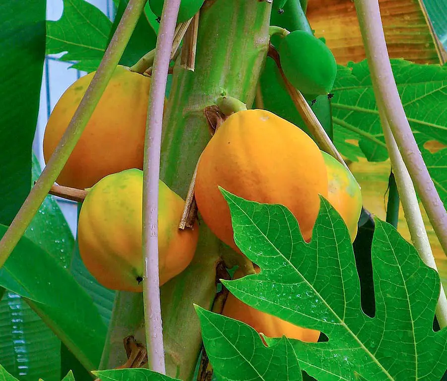 Pohon pepaya dengan buah-buah yang matang