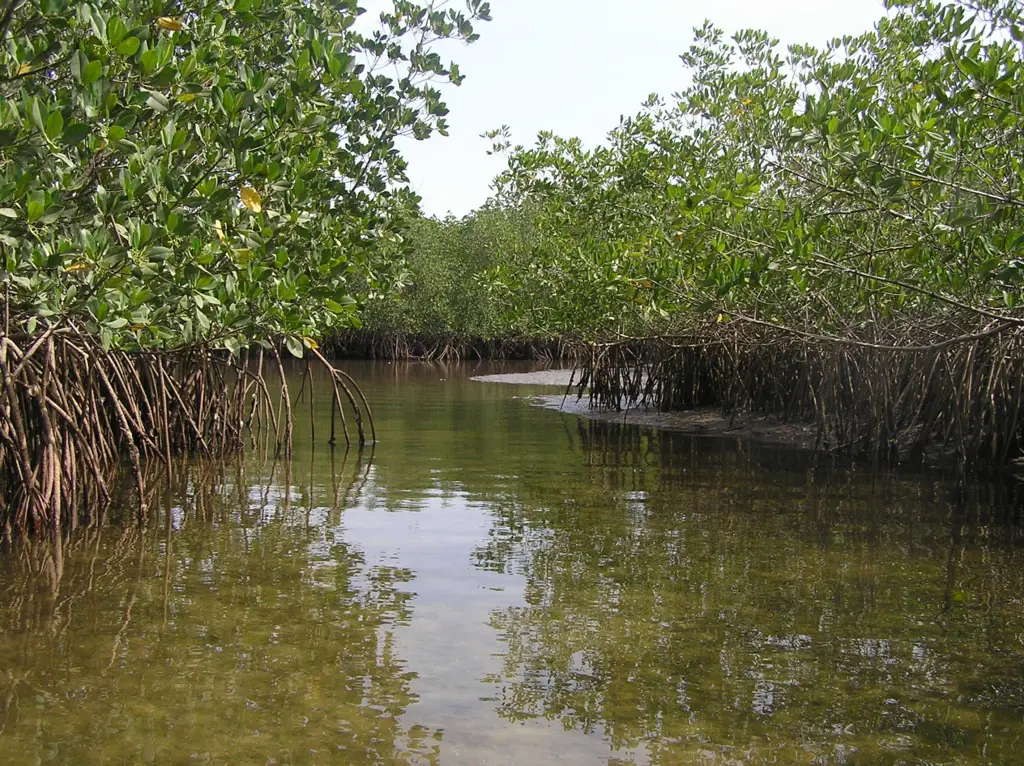 Gambar hutan bakau yang lebat dan beragam di daerah pantai