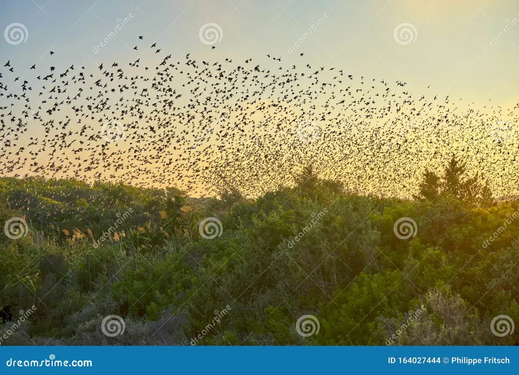 Gambar burung terbang di atas paya saat matahari terbenam