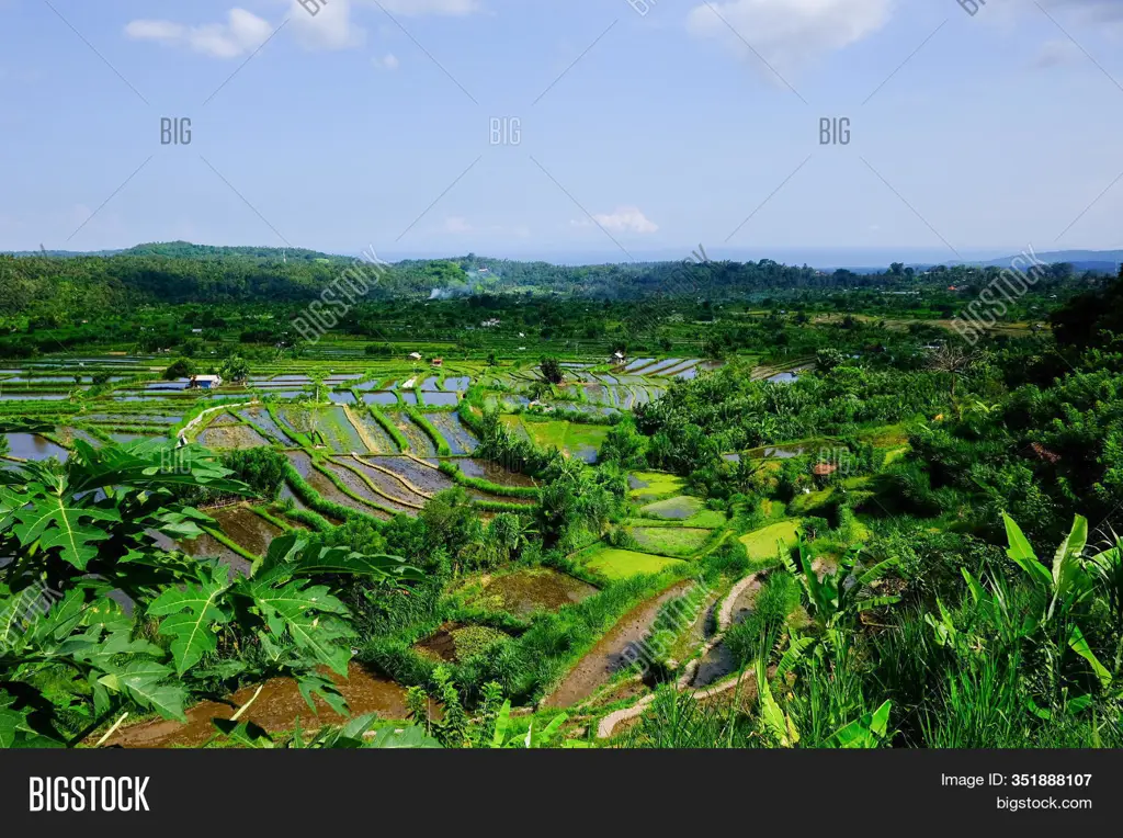 Sawah hijau yang subur dekat pura di Bali