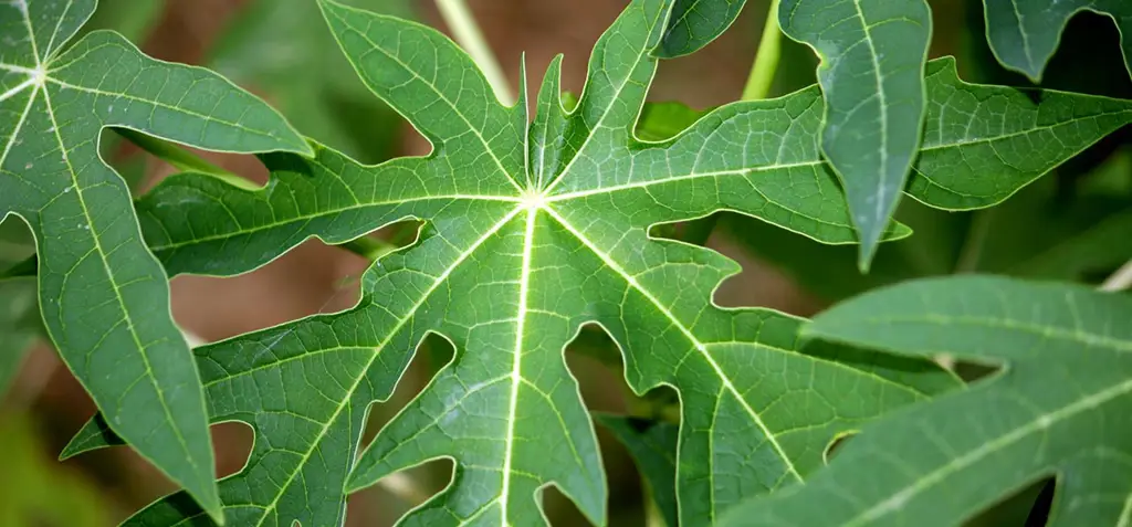 Gambar tanaman pepaya dengan daun yang sehat