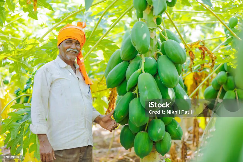 Foto petani sedang memanen pepaya di ladang