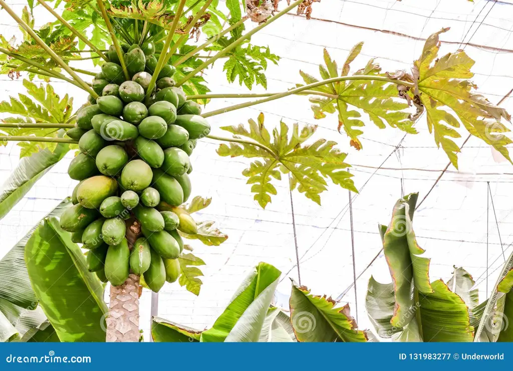 Foto perkebunan pepaya dengan daun-daun yang lebar