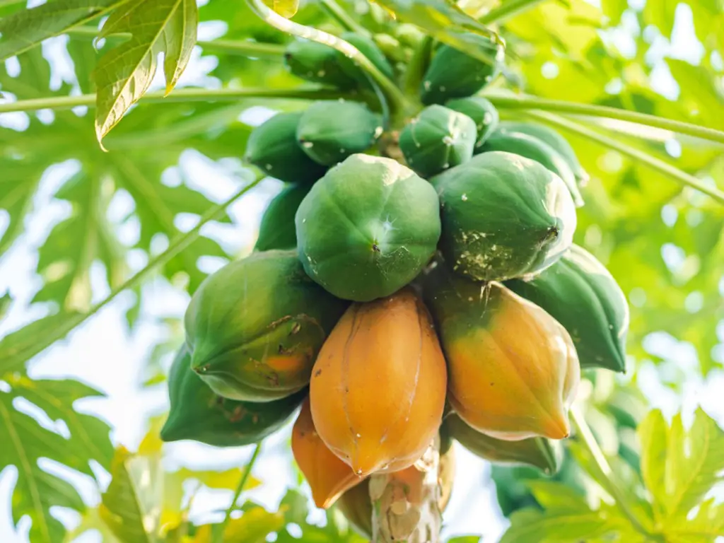 Pohon pepaya dengan buah