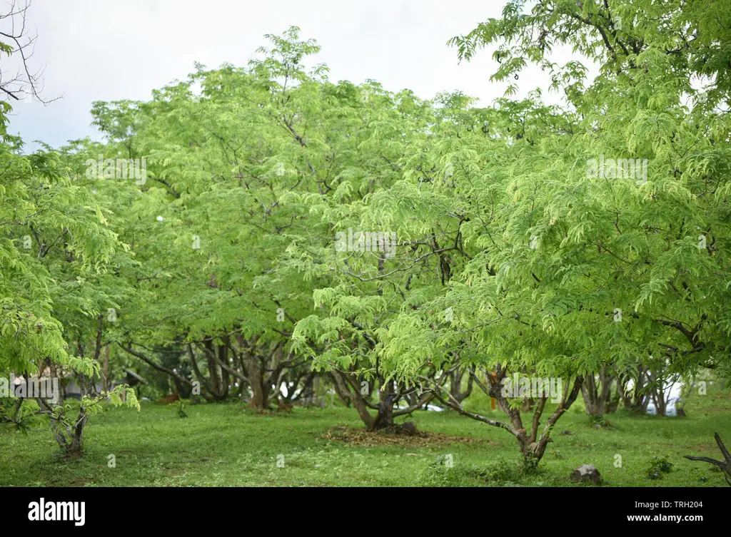 Gambar perkebunan pohon asam paya