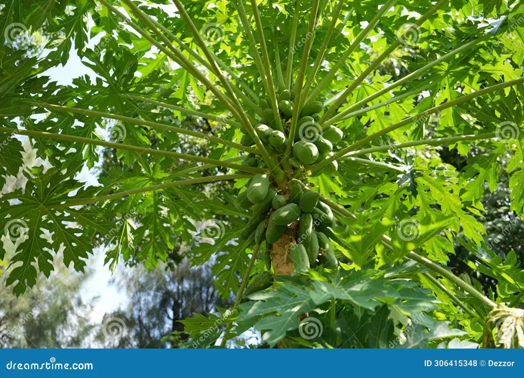 Buah pepaya Bangkok yang matang di pohon