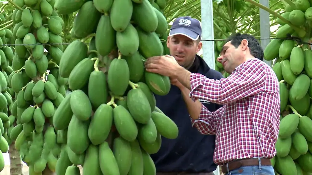 Petani sedang memanen buah pepaya di kebunnya