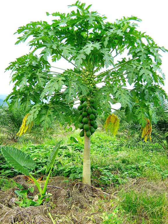 Pohon pepaya yang berbuah lebat