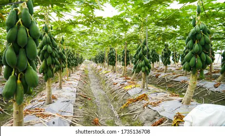 Petani sedang memanen buah pepaya