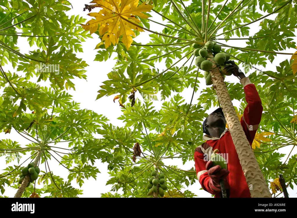 Seseorang sedang memetik buah pepaya di kebun