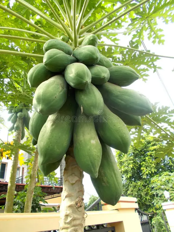 Gambar pohon pepaya yang berbuah lebat